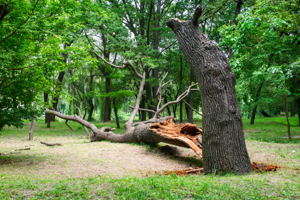 Best Tree Mulching  in , MS