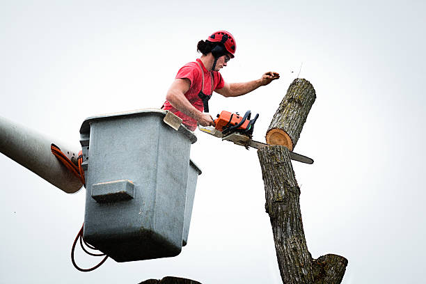 Best Tree Mulching  in , MS